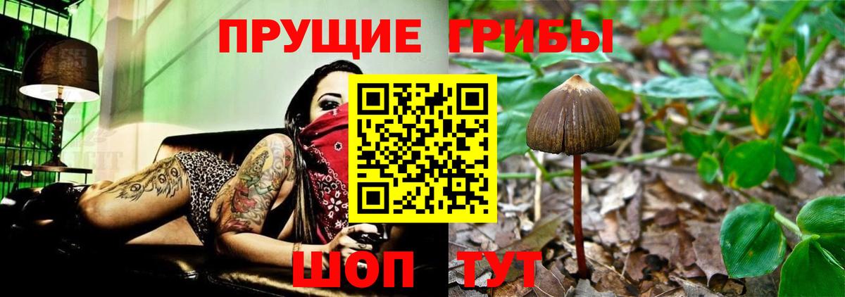 Галлюциногенные грибы Psilocybe Кыштым